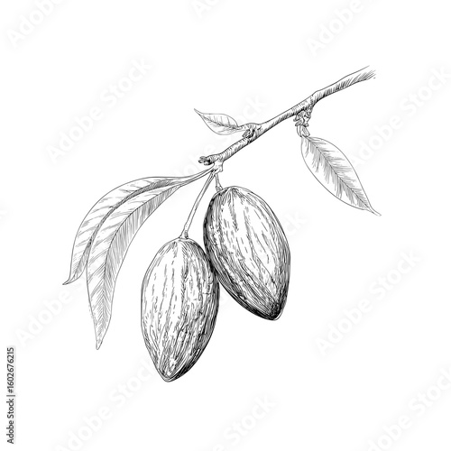 The terms are almond, nut, leaves, and the phrases background, wallpaper, seamless, sketch, and mo