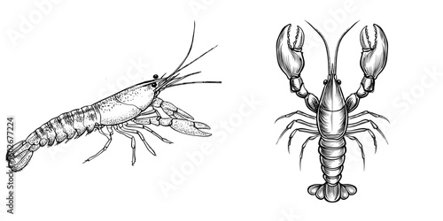 Monochrome hand-drawn sketch featuring a crayfish, illustrated on a plain white background