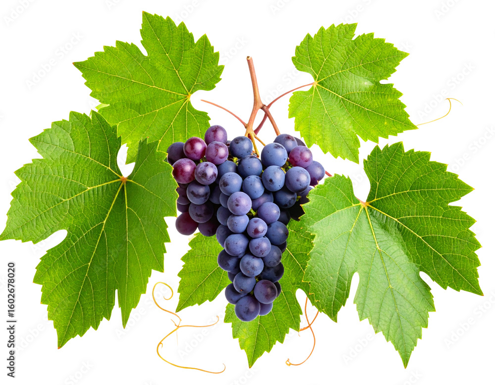 Fototapeta premium Cayratia Wild Vine with Small Berries and Three Leaves, isolated on transparent background.