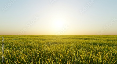 Golden Hour Sunset Over a Vast Green Field