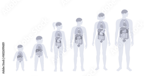 Internal organs in the human body