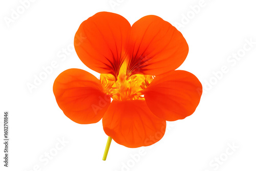 Orange nasturtium flower with transparent background, showcasing its vibrant petals and delicate details