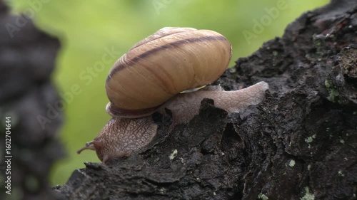 snail on a tree