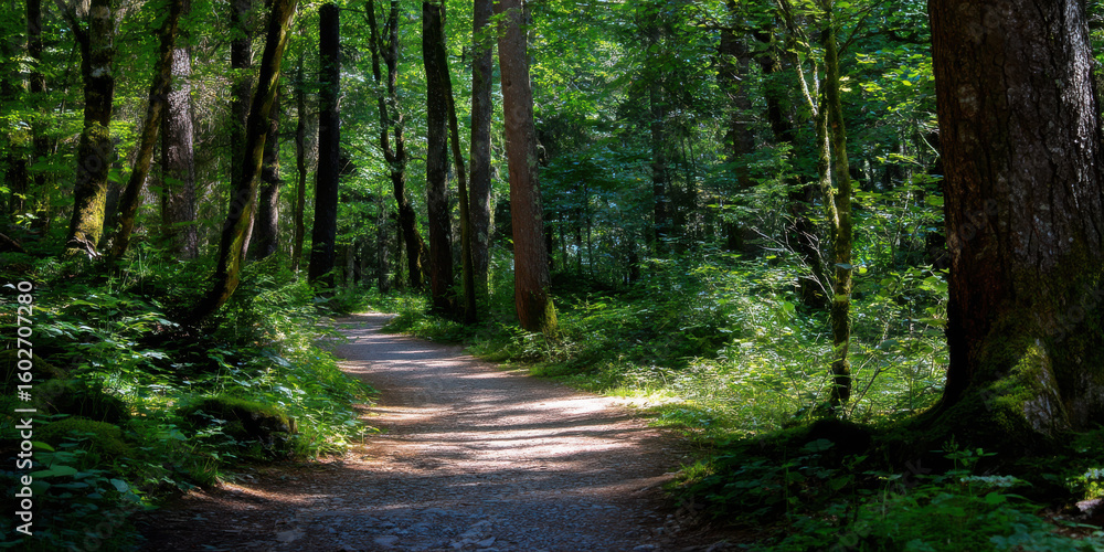 Fototapeta premium Tranquil forest trail with dappled sunlight filtering through tall trees and lush green foliage creating peaceful nature scene