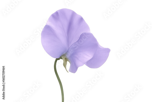 Vibrant purple sweet pea flower isolated on a transparent background, perfect for design projects needing a touch of floral elegance