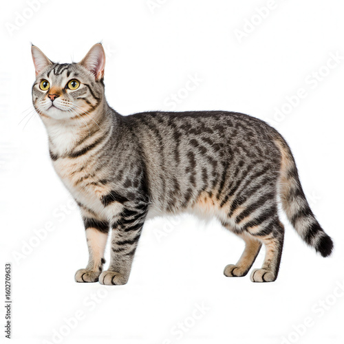 Majestic Cat Portrait: A full-body shot of a gorgeous tabby cat in perfect focus, showcasing its intricate coat pattern and regal posture, embodies the essence of feline elegance and curiosity.