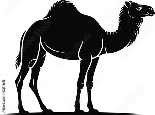 Black camel silhouette standing dromedary desert animal