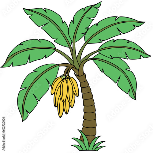 Banana tree displaying several bright yellow bananas beneath broad green leaves stands on grass