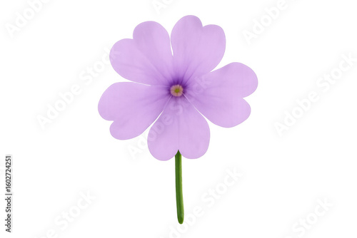 Lavender-hued flower bloom revealing intricate petal layers, transparent backdrop highlighting delicate botanical details