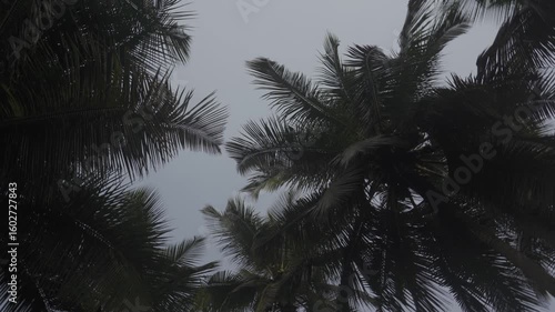 Aerial, The IVORY COAST