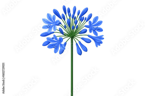 Vibrant blue agapanthus flower in full bloom, isolated on a transparent background, ready for seamless integration into any design project