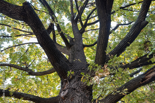 Quadro em tela An old oak tree with strong branches from bellow