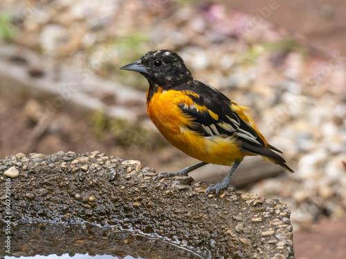 Cuadro en lienzo A bright male Baltimore Oriole molting into full adult plumage and sitting at th