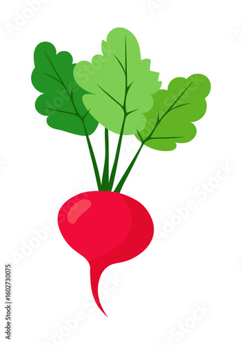 Rzodkiewka ilustracja