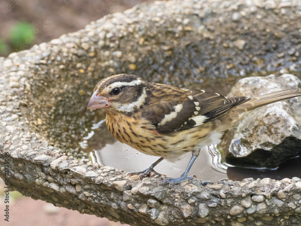 Fototapeta premium A close up of a female or immature Rose-breasted Grosbeak perched on the edge of a bird water bath