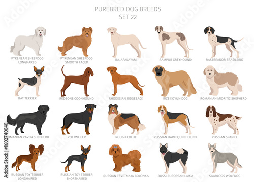 Collection of all dog breeds. Collection in 28 sets. Realistic image of dog breeds with different coat colors. Vector illustration