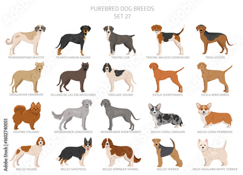 Collection of all dog breeds. Collection in 28 sets. Realistic image of dog breeds with different coat colors. Vector illustration