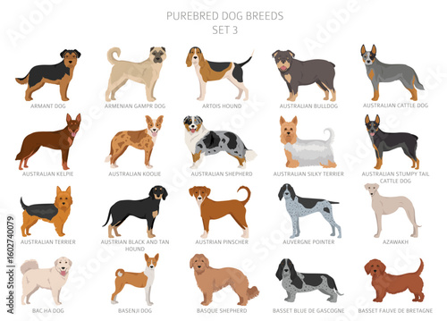 Collection of all dog breeds. Collection in 28 sets. Realistic image of dog breeds with different coat colors. Vector illustration