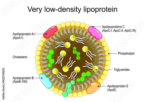 Very low-density lipoprotein structure. VLDL