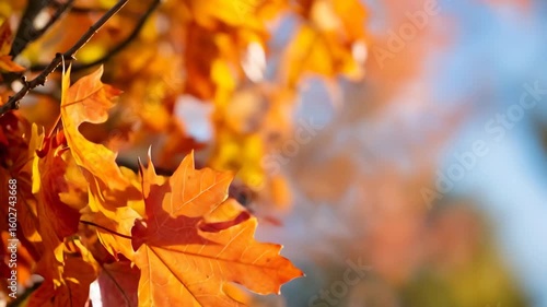 Vibrant autumn maple leaves with golden sunlight. Perfect for seasonal change, fall beauty, and natural cycle representation.