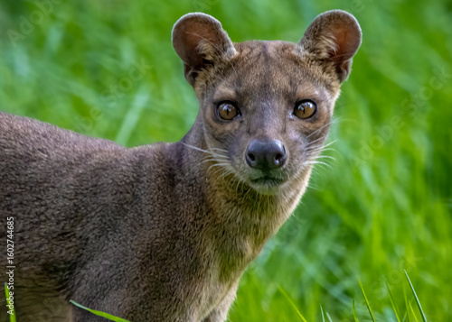 Madagascar fossa