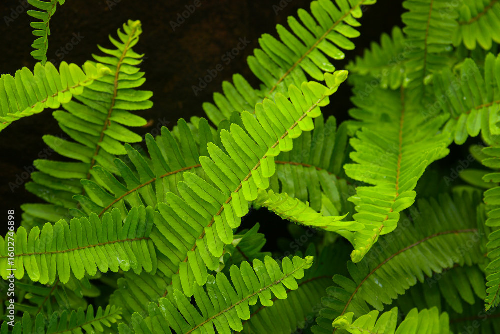 Obraz premium Sword Fern green leaf for texture and background
