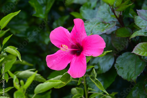 A closeup of a pink hibiscus growing in a garden