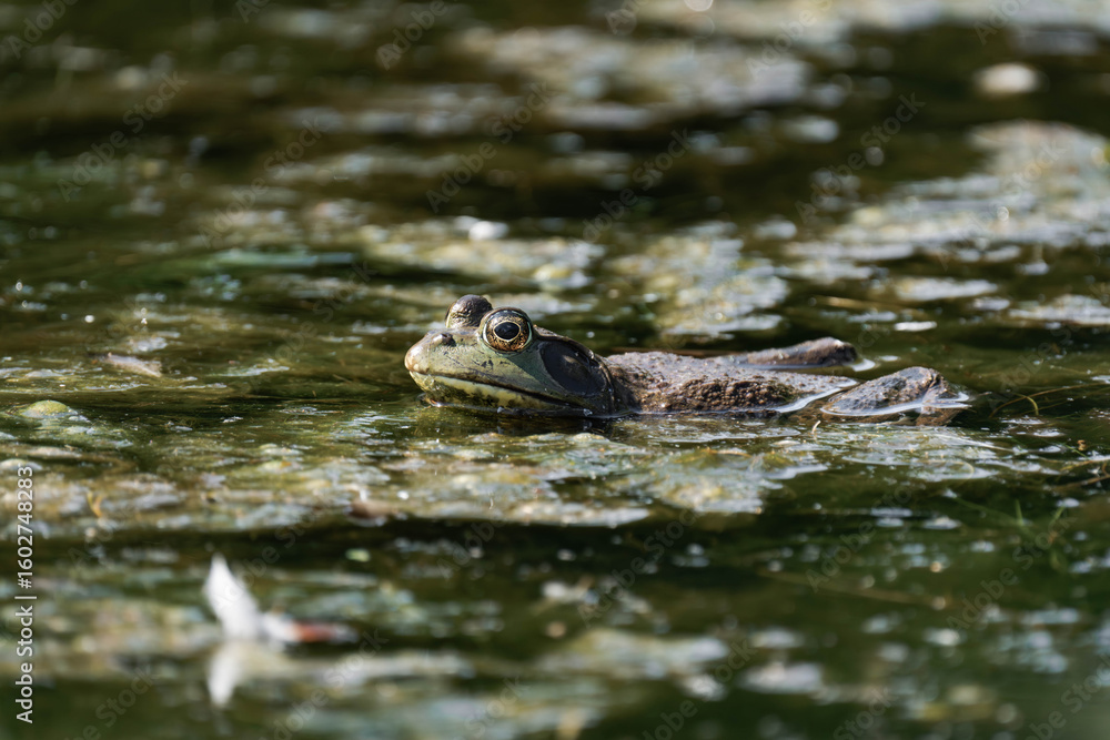 American bullfrog (Lithobates catesbeianus) in a pond in British Columbia, Canada. American bullfrog (Lithobates catesbeianus) in a pond in British Columbia, Canada.