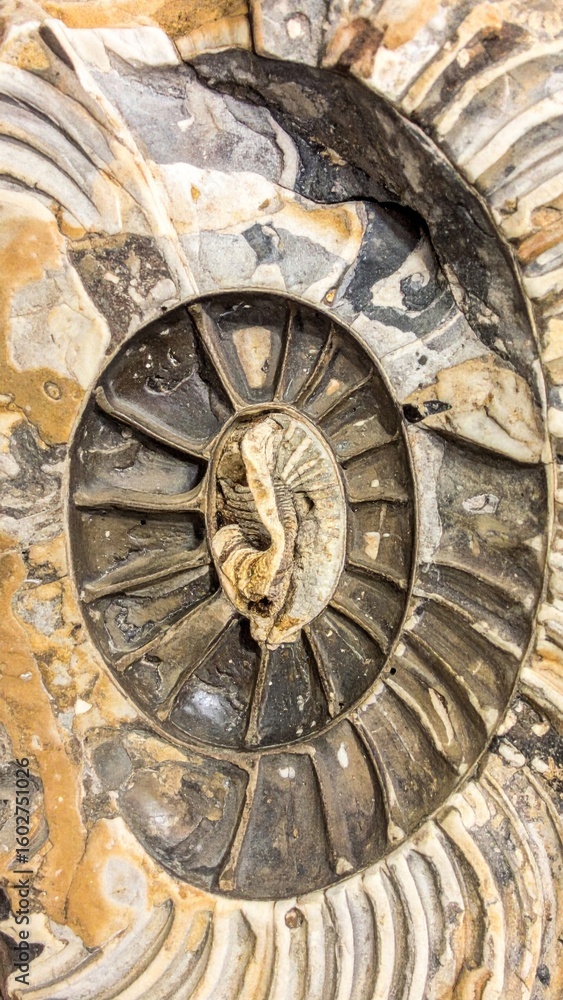 Fototapeta premium Detailed Close Up of Ancient Ammonite Fossil Exhibiting Complex Spiral Patterns