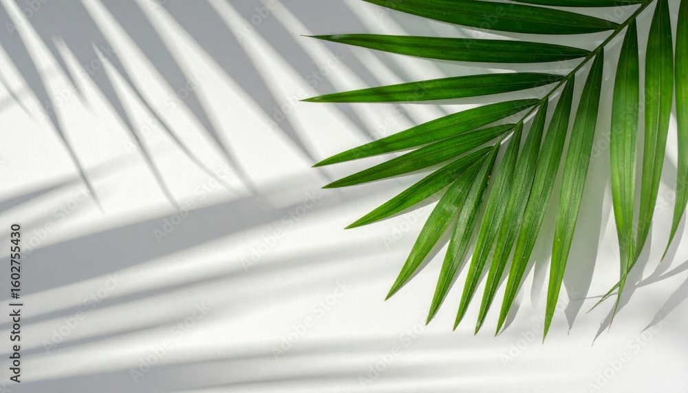 Fototapeta premium Single Tropical Green Palm Leaf Casting Decorative Shadow on White Surface