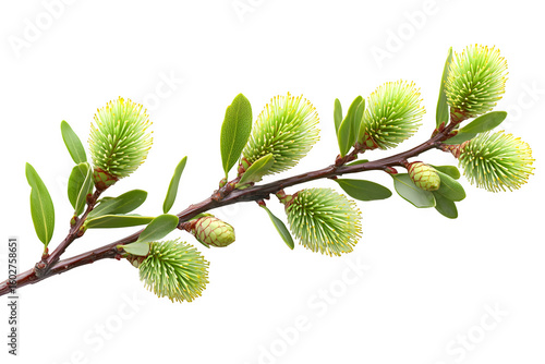 Wallpaper Mural Green leaves and branch of bottle brush tree isolated on white background Torontodigital.ca