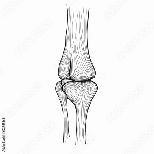 Tendon with bone structure illustrated in vector style  