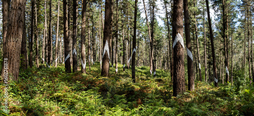 Walking through the painted forest of Oma Urdaibai (Basque Country, Spain)