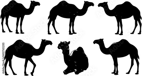 Desert camel drawing vector
