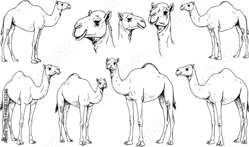Desert camel drawing vector
