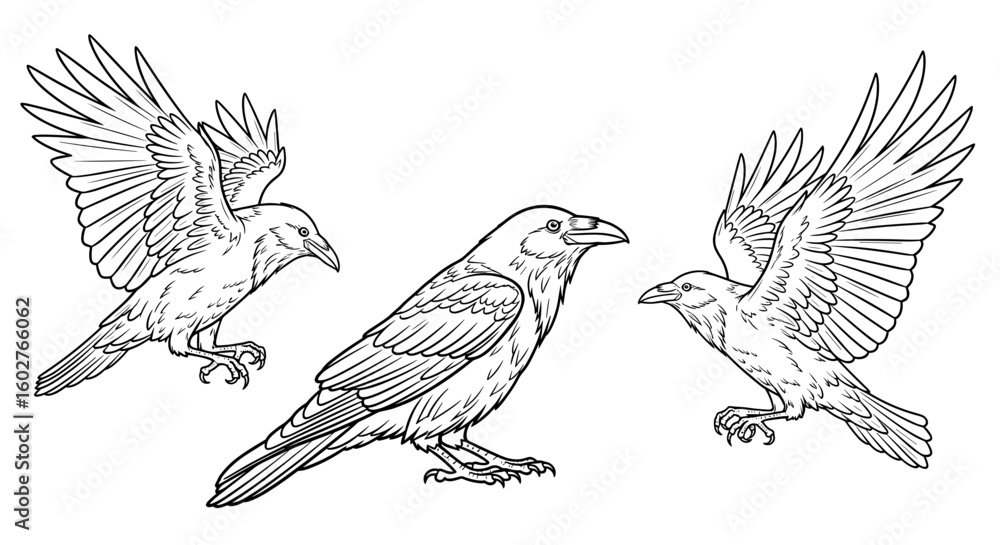 Fototapeta premium White crow illustration in sketch style on blank background for concepts