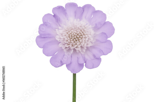 Vibrant purple scabiosa flower with slender green stem, isolated on transparent backdrop, showcasing delicate floral elegance