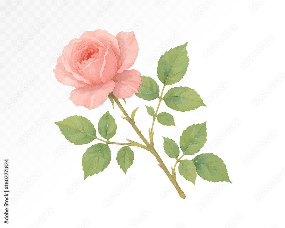 Obraz premium Single soft pink rose with surrounding green foliage, painted in watercolor technique, ideal for romantic and botanical-themed floral artworks. Vector illustration.