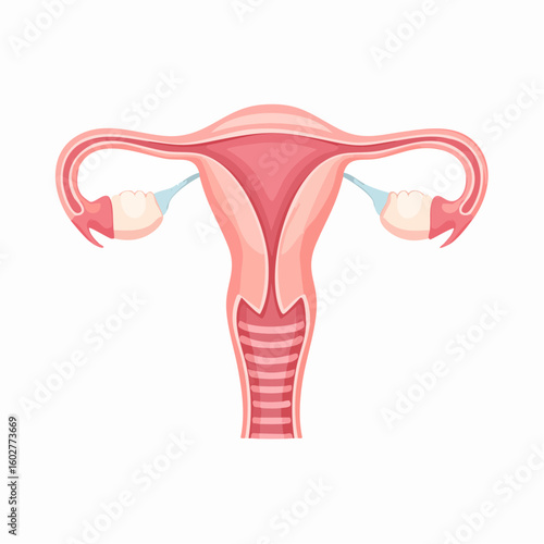 Vector illustration of the female reproductive system. Anatomical diagram of the uterus, ovaries, and fallopian tubes for medical education.