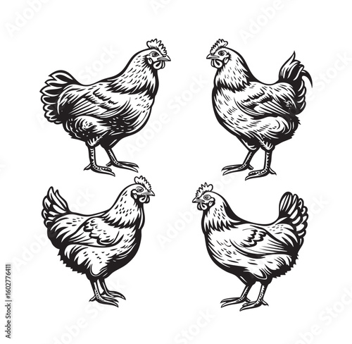 Vector set of poultry domestic animals roosters and hens isolated on white background, domestic animals