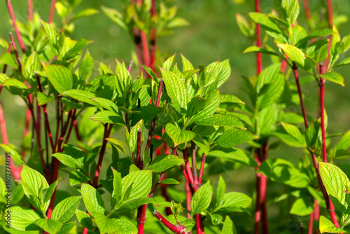 Vivid Green Foliage and Red Stems of Cornus Alba Shrubs in Summer Garden
