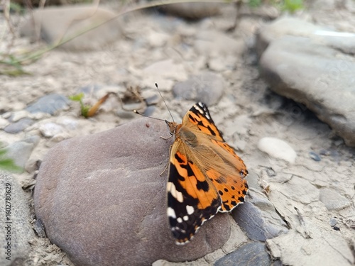 Photography butterfly Vanessa cardui on a stone