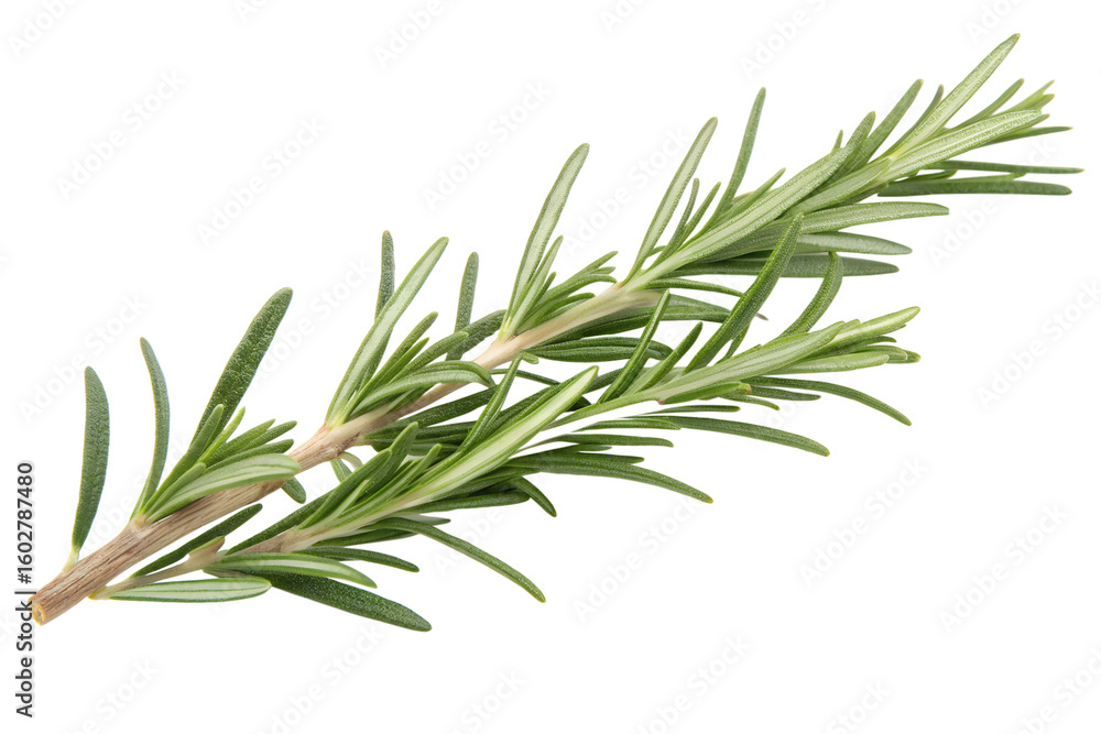 Fototapeta premium Fresh green rosemary herb sprig isolated on a white background