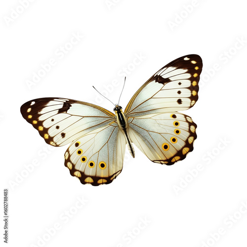 Elegant white butterfly with black and yellow markings