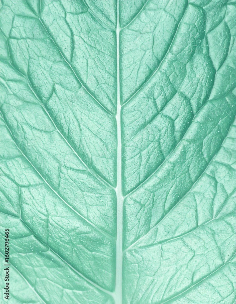 Obraz premium Close Up of a Mint Green Leaf with Detailed Veins and Surface Texture