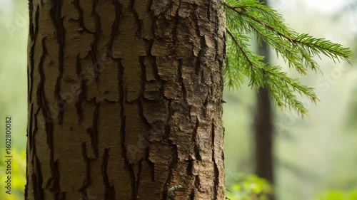 Tree bark texture with green pine branch detail. Ideal for environmental campaigns and natural skincare product branding.