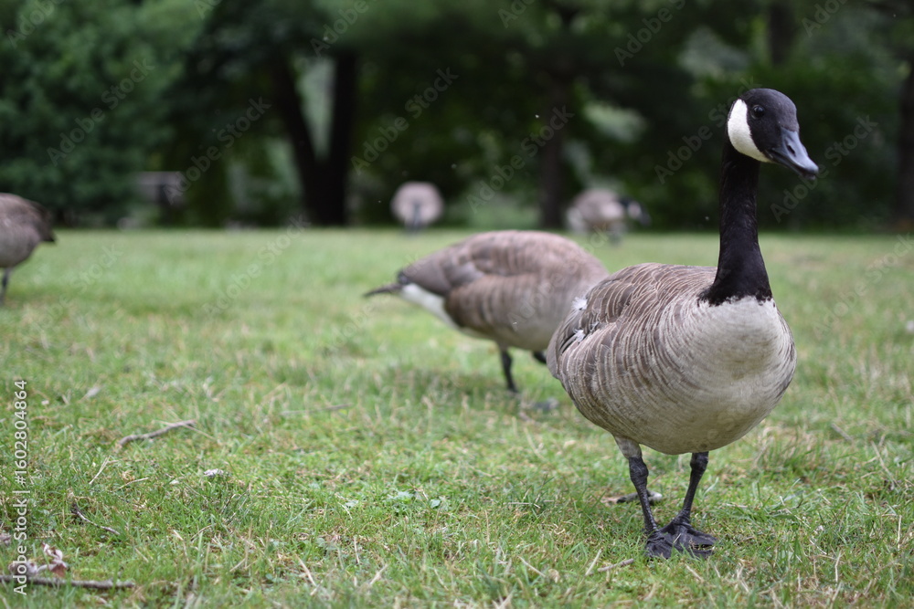 Fototapeta premium Canada geese grazing on green grass in a natural park setting.