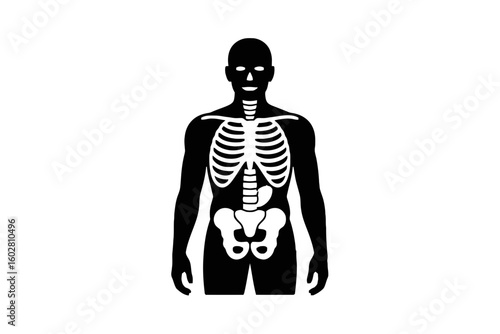 Human Torso Skeleton Silhouette human skeleton rib cage