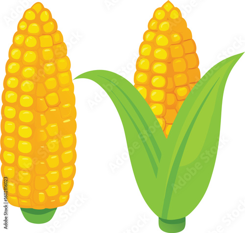 Yellow corn cobs with green leaves vector illustration maize kernels