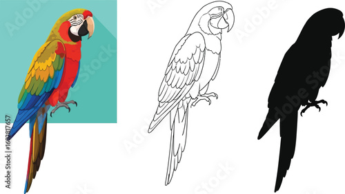 Colorful scarlet macaw illustration set for educational resources and exotic pet merchandise designs